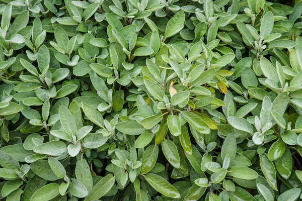 Sábio Salvia Officinalis Ervas Jardim — Fotografia de Stock