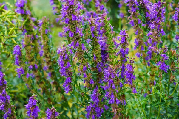 Flores Roxas Hyssopus Officinalis Conhecido Como Hissopo Ervas Medicinais — Fotografia de Stock