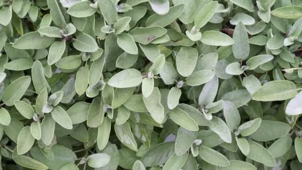 Primer Plano Las Plantas Salvia Jardín Hierbas Salvia Salvia Officinalis — Vídeos de Stock