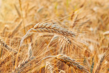 Tarlada altın buğday kulakları.