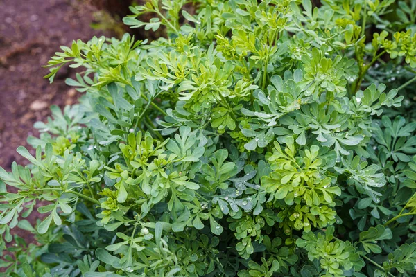 Common Rue Herb Grace Ruta Graveolens Herbal Plant Garden Medicinal — Stock Photo, Image