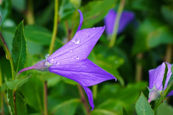 Flores Azul Campana Primer Plano Flor Azul Platycodon Grandiflorus Jardín —  Fotos de Stock
