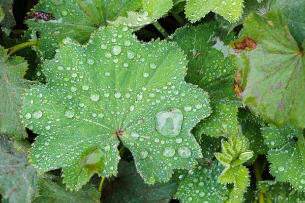 Closeup Mantle Flowers Alchemilla Propinqua Water Drops Rain Lady Mantle — Stock Photo, Image