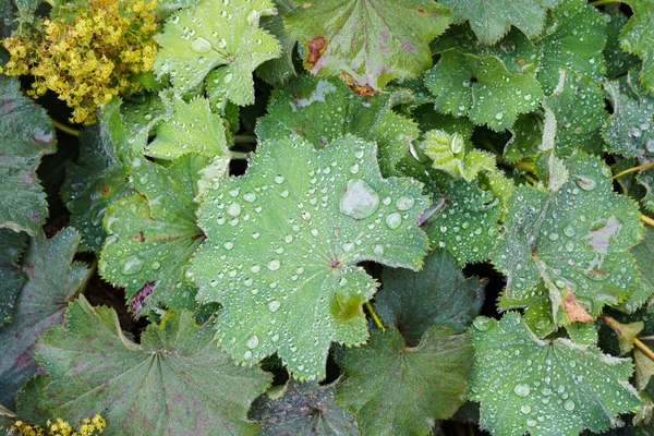 Zbliżenie Kwiatów Płaszcza Alchemilla Propinqua Kroplach Wody Deszczu Damski Płaszcz — Zdjęcie stockowe