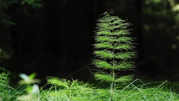 森の中の木の木陰で森の馬小屋 薬用植物 Horsetail森林 — ストック動画