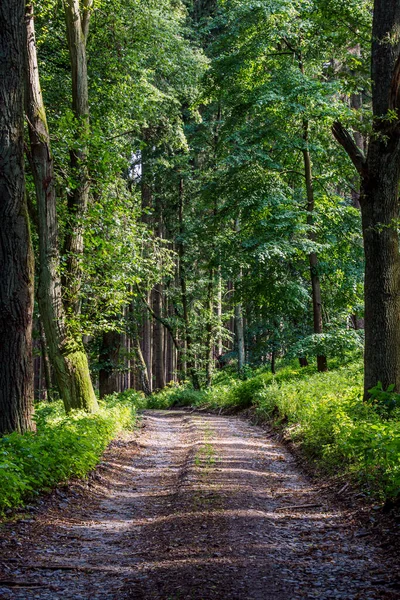 Walking Path Forest Forest Road — Stock Photo, Image