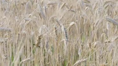 Tarlada altın buğday kulakları.