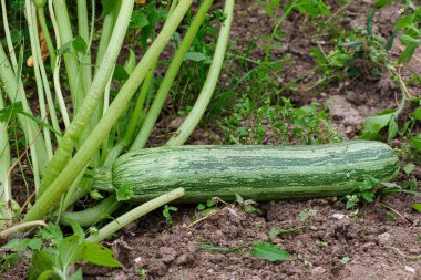 Bahçede yeşil kabak. Sebze bahçesinde kabak yetiştiriyorum..