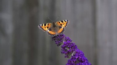 Turuncu Kaplumbağa Kelebeği (Aglais urticae) kelebek çalısı olarak da bilinen Buda çiçeğiyle beslenir..
