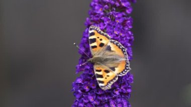 Turuncu Kaplumbağa Kelebeği (Aglais urticae) kelebek çalısı olarak da bilinen Buda çiçeğiyle beslenir..