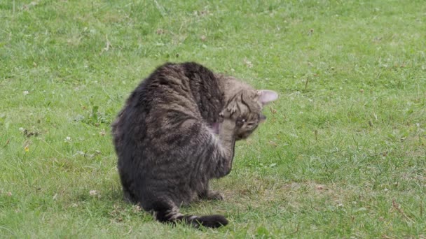 Tekir Kedisi Tüylerini Temizliyor — Stok video