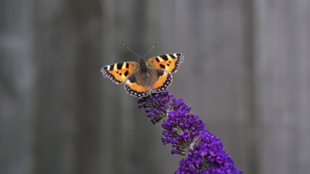 Aglais Urticae 나비가 라일락으로 알려진 꽃에서 먹이를 — 비디오