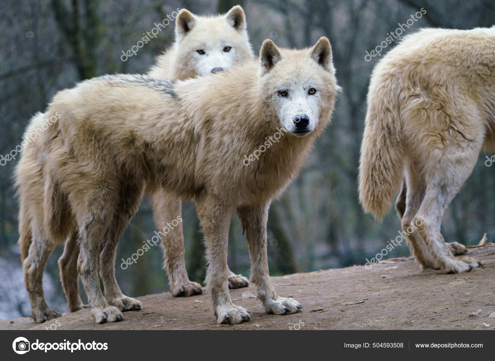 Арктический Волк Canis Lupus Arctos Известный Белый Волк Полярный.