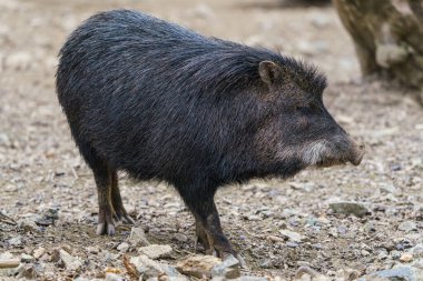 Chacoan peccary (Catagonus wagneri), tagua olarak da bilinir..