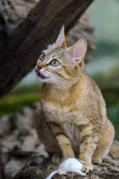 Arabian Wildcat Prey Felis Silvestris Gordoni Also Known Gordon Wildcat — Stock Photo, Image