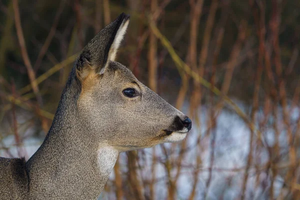 Roe Jelen Lese Capreolus Capreolus Jikry Divoké Přírodě — Stock fotografie