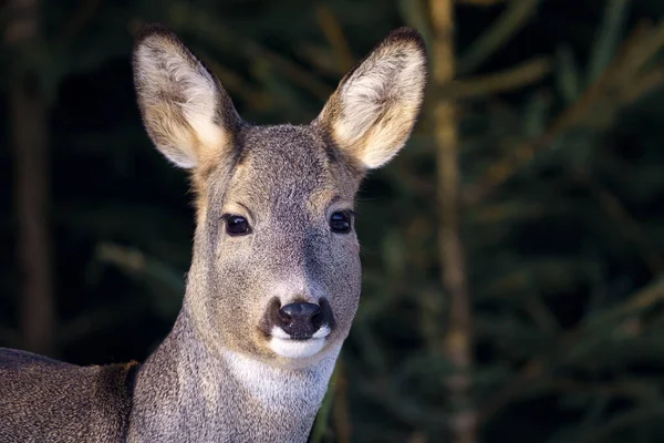 Roe Jelen Lese Capreolus Capreolus Jikry Divoké Přírodě — Stock fotografie