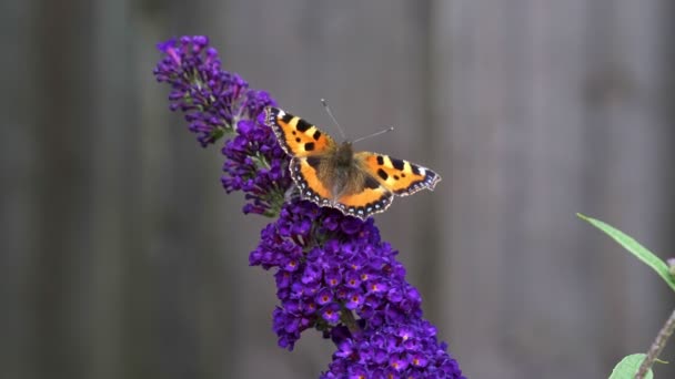 Farfalla Guscio Tartaruga Arancione Aglais Urticae Che Nutre Fiori Buddleia — Video Stock