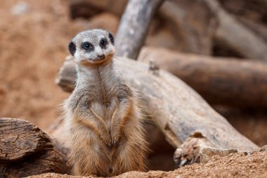 Suricata bir nöbetçinin üzerinde duruyor. İlginç mirket (Suricata suricatta).