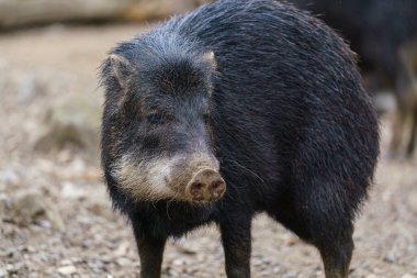Chacoan peccary (Catagonus wagneri), tagua olarak da bilinir..