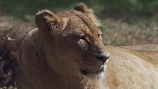 Λιοντάρι Του Κονγκό Panthera Leo Bleyenberghi — Αρχείο Βίντεο