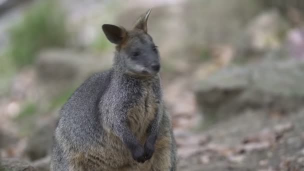 Swamp Wallaby Wallabia Bicolor Sitting Grass Known Black Wallaby — Stock Video