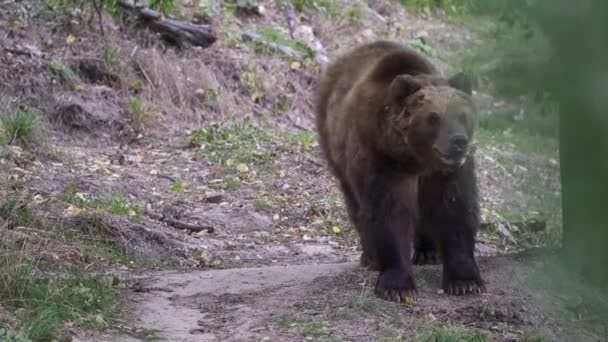 在森林里的堪察加半岛棕熊 Ursus Arctos Berąanus — 图库视频影像