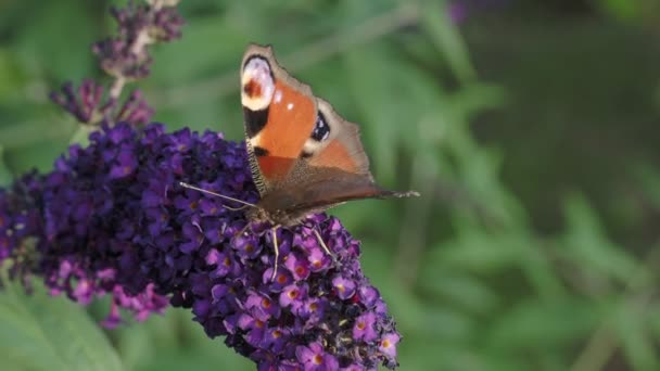 Ευρωπαϊκή Κοινή Πεταλούδα Peacock Aglais Inachis Σίτιση Καλοκαιρινό Πασχαλινό Λουλούδι — Αρχείο Βίντεο