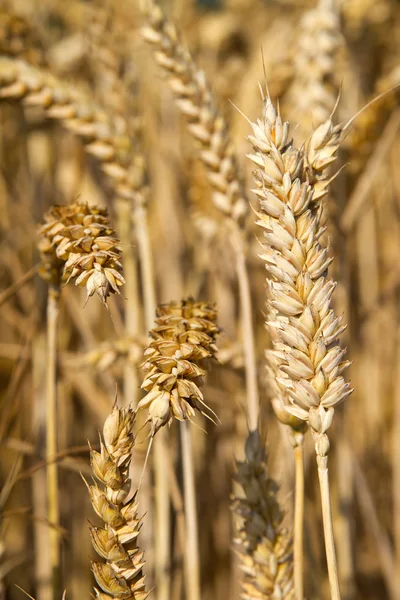 畑の小麦の黄金の耳. — ストック写真