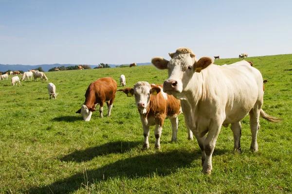 Barna és fehér tejelő tehenek és a bikák a legelő — Stock Fotó