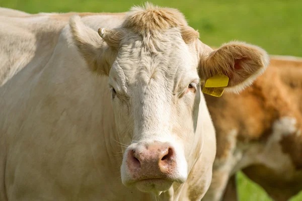 Vacas lecheras blancas en pastos — Foto de Stock