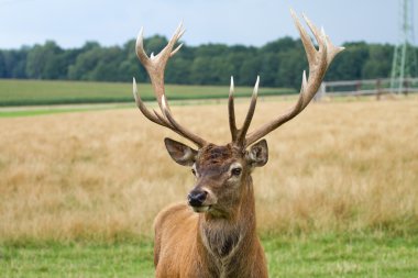 Çayırda otlatma geyik