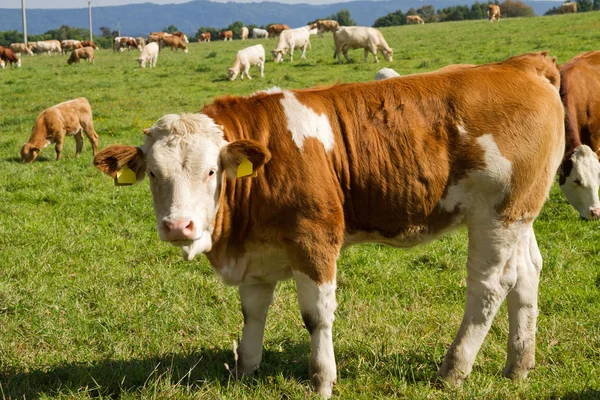 Koeien en stieren in grasland — Stockfoto