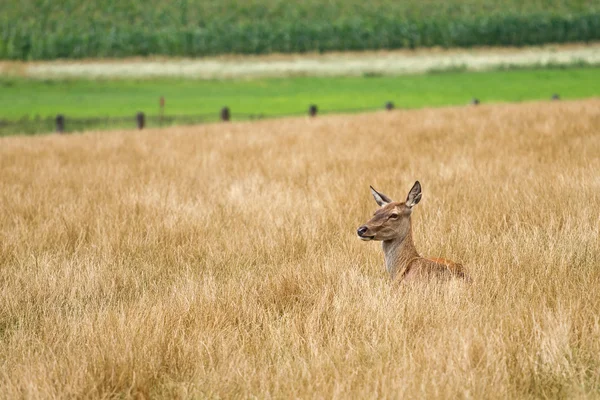 Corça fêmea veado vermelho escondido na grama longa — Fotografia de Stock