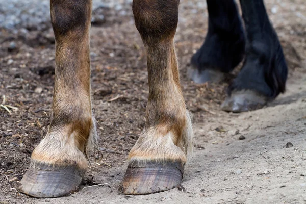 Rear hooves horse — Stock Photo, Image