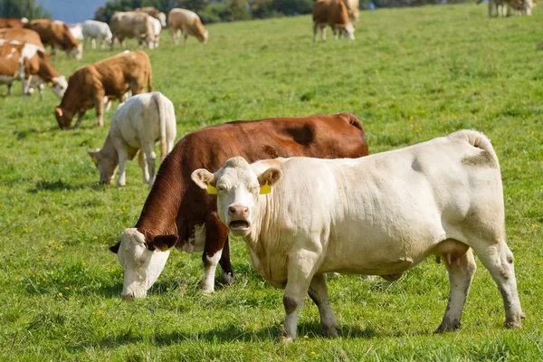 Vacas e touros em pastagem — Fotografia de Stock