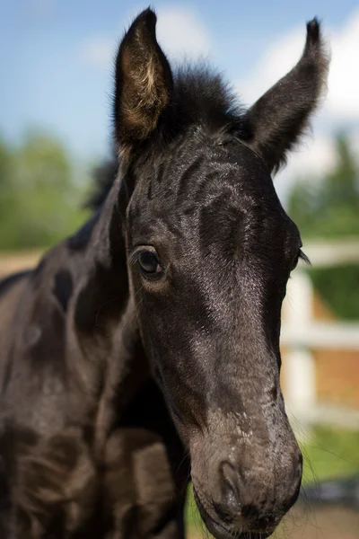 Ritratto di bel puledro - cavallo frisone — Foto Stock