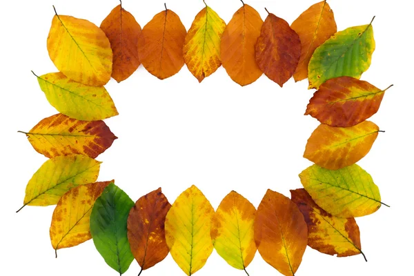 Autumn backdrop - frame composed of colorful autumn leaves over white — Stock Photo, Image