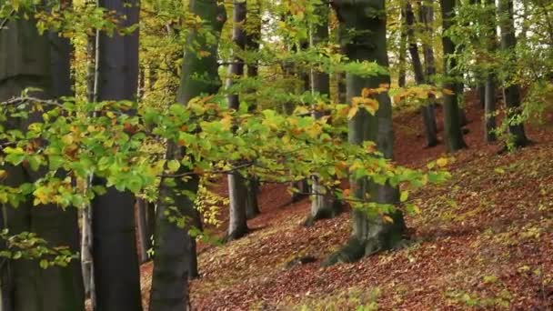 Bosque de otoño — Vídeo de stock