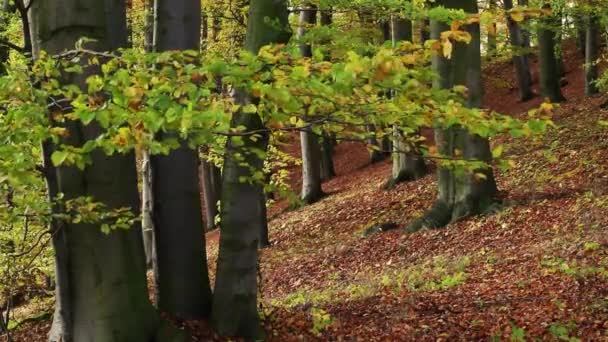 Foresta autunnale — Video Stock