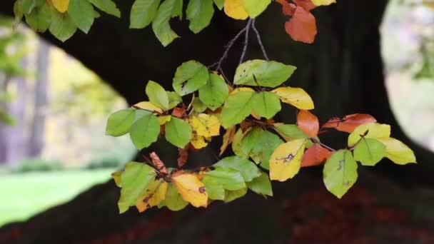 Hojas de otoño — Vídeo de stock