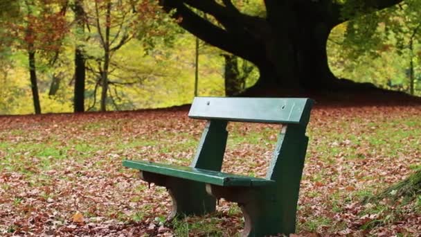 Bench in autumn park — Stock Video