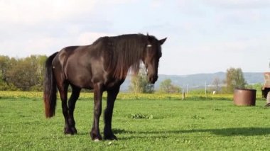 Siyah be at çayırda