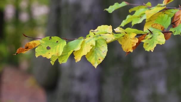 Autumn leaves — Stock Video