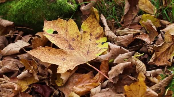 Hojas de otoño — Vídeos de Stock