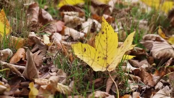 Autumn leaves — Stock Video