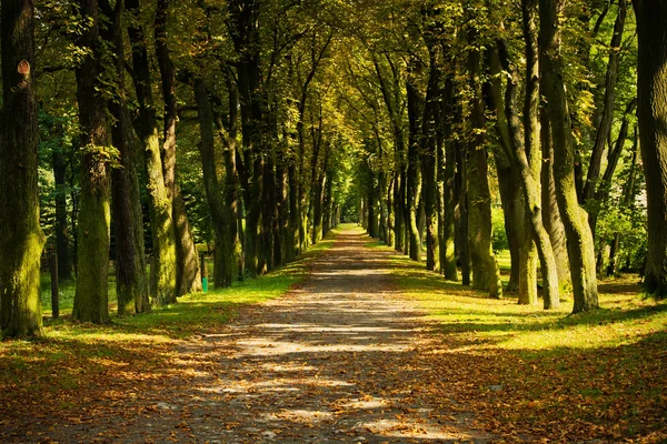 Pathway through the autumn forest — Stock Photo, Image