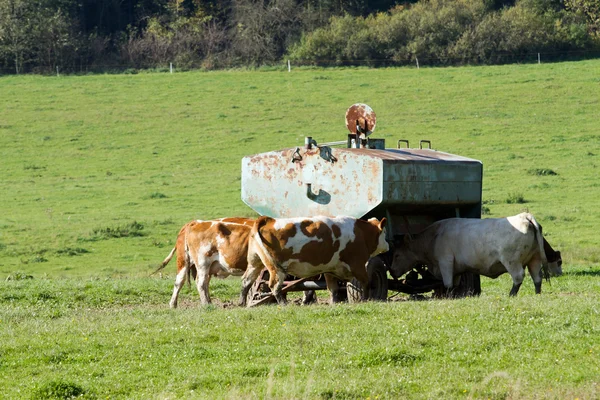 Koe komt om water te drinken bij het drinken tank — Stockfoto