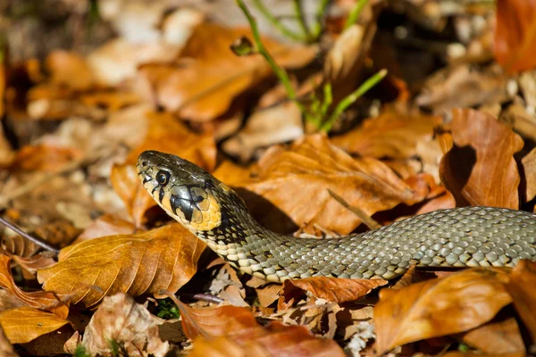 Venomous Bush Viper Atheris Squamigera Tree Stock Photo by ©xtrekx 568641852