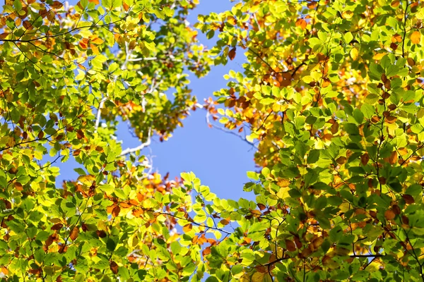 Autumn leaves with the blue sky background — Stock Photo, Image